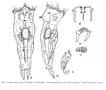 Proales pugio