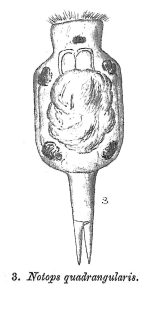 Proales quadrangularis - Original description image