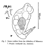 Proales reinhardti