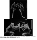 Proales reinhardti