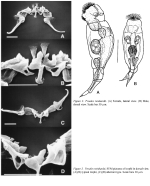 Proales reinhardti