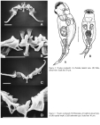 Proales reinhardti