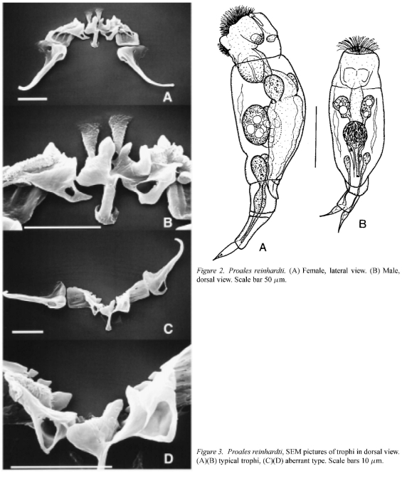 Proales reinhardti Proales reinhardti