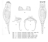 Proales reinhardti