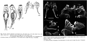 Proales reinhardti