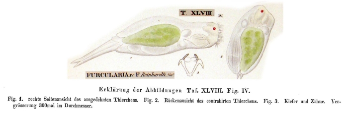 Proales reinhardti Proales reinhardti