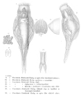 Proales reinhardti