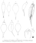Proales reinhardti