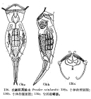 Proales reinhardti