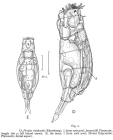 Proales reinhardti