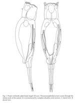 Proales reinhardti