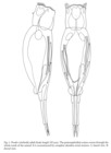 Proales reinhardti