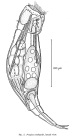 Proales reinhardti