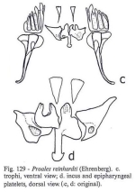 Proales reinhardti