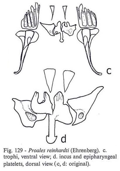 Proales reinhardti Proales reinhardti