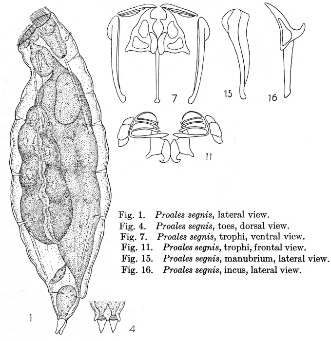 Proales segnis - Original description image