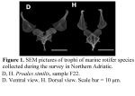 Proales similis