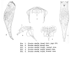 Proales similis
