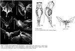 Proales similis