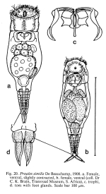 Proales similis