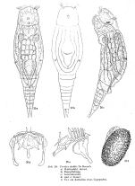 Proales similis