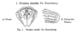 Proales similis