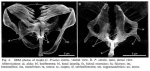 Proales similis