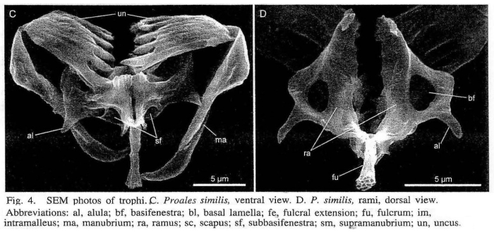 Proales similis