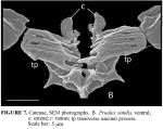 Proales similis