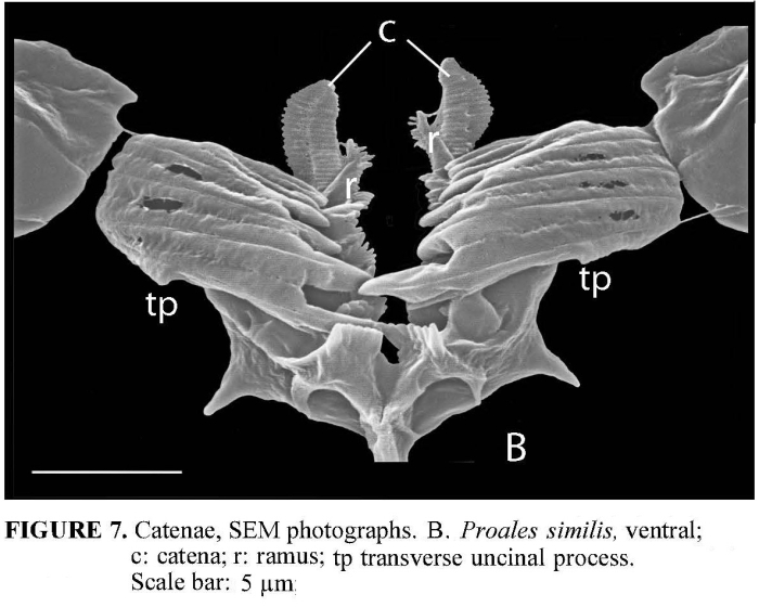 Proales similis