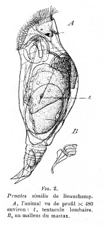 Proales similis - Original description image