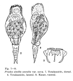 Proales similis var. exoculis - Original description image