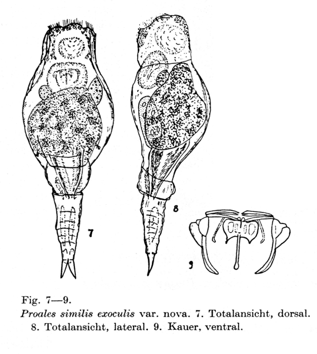 Proales similis var. exoculis - Original description image