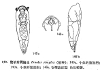Proales simplex