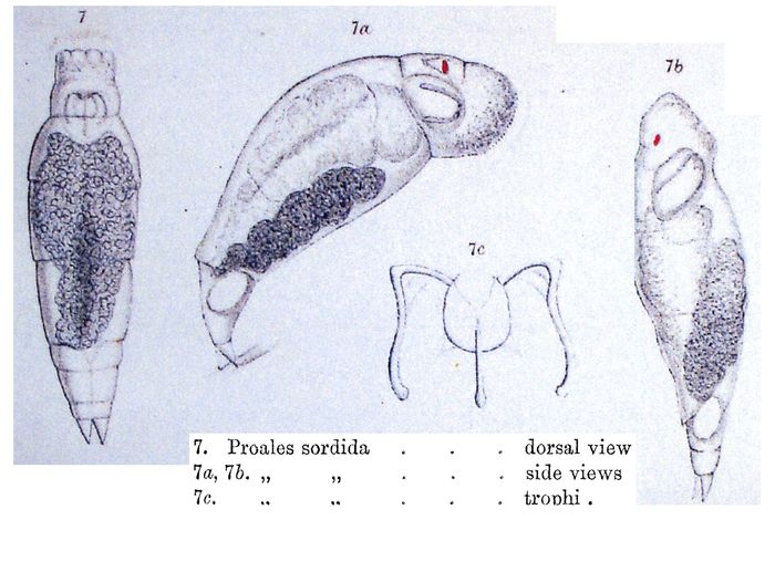 Proales sordida - Original description image