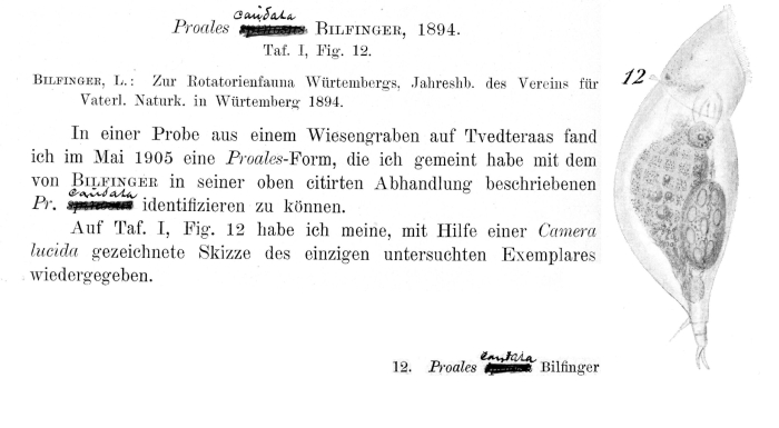 Proales spinosa - Original description image