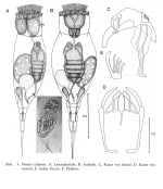 Proales syltensis