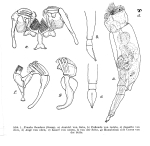 Proales theodora