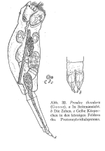 Proales theodora