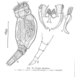 Proales theodora