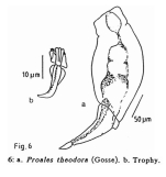 Proales theodora