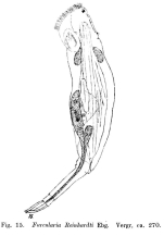 Proales theodora