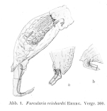 Proales theodora