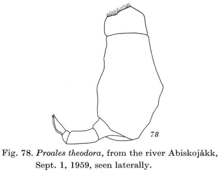 Proales theodora