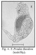 Proales theodora