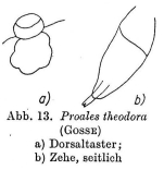 Proales theodora
