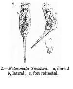 Proales theodora