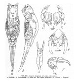 Proales theodora var. calcarata - Original description image