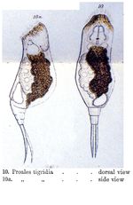 Proales tigridia - Original description image