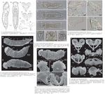 Proales tillyensis - Original description image